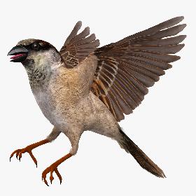 Passer Domesticus 'House Sparrow'